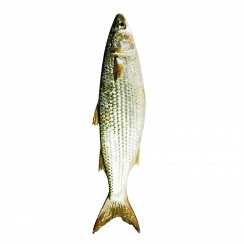 livraison Bengrins Mila أميلة Courses en ligne Gabes Tunisie supermarché en ligne Gabes Tunisie vente en ligne poisson Gabes livraison à domicile Gabes